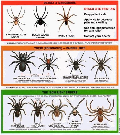 Southern California Spiders Identification Chart