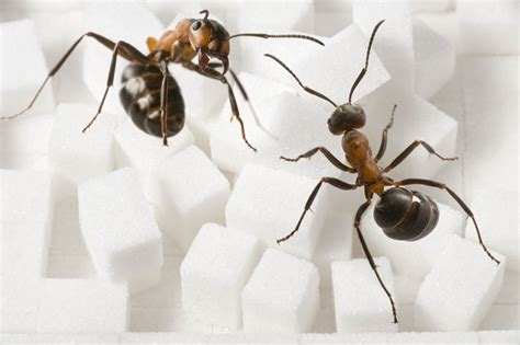 Since 2003 we've prided ourselves on providing high quality services to lincoln, beatrice, and the surrounding areas in nebraska. Pest Control Near Me Ants | Pest Control