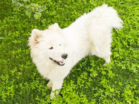 White Fluffy Dog Stock Photos Download 44363 Royalty Free Photos