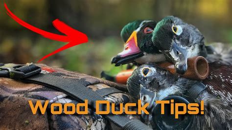 6 Tips For Wood Duck Hunting Youtube