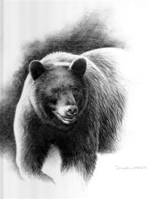 They can also be found in mexico and canada. Black Bear Sketches and Drawings | Black Bear Drawings ...