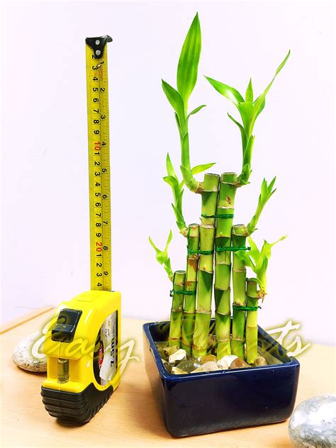 Wash the pruning shears blades in rubbing alcohol to keep from infecting the lucky bamboo plant with any. 1 LUCKY BAMBOO RIBBON PLANT EVERGREEN INDOOR BONSAI IN ...