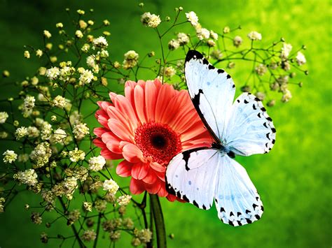 Colors Of Nature Hd Butterfly Wallpapers Download Free Wallpapers In Hd
