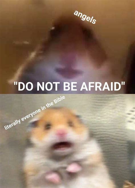 Bible Scared Hamster Know Your Meme