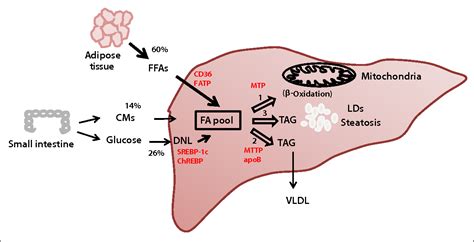 Figure 1 From Pathogenesis And Prevention Of Hepatic Steatosis