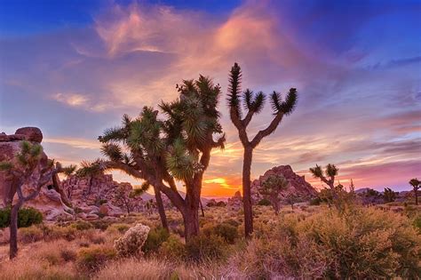 Gorgeous Sunset At Joshua Tree National Park Photograph By Melanie