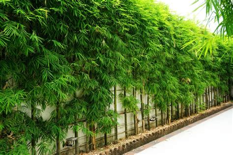 13 Different Types Of Bamboo For Home Or Garden 2022