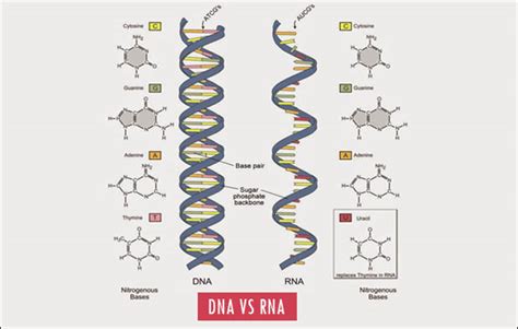 7 Perbedaan DNA Dan RNA Dalam Bentuk Tabel Dan Penjelasan Dan Perbedaan