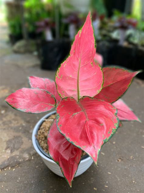 Aglonema jenis ini agak mirip dengan aglonema suksom ...