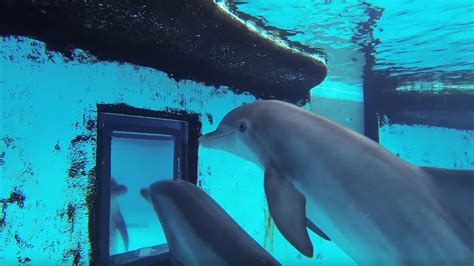Dolphins How Smart Are They Actually Inside The Animal Mind Bbc