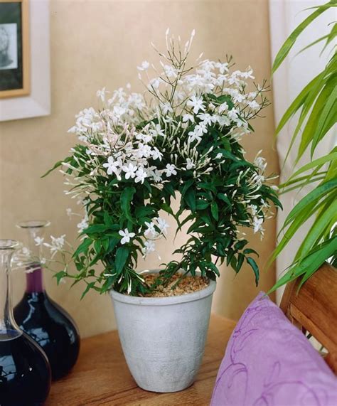 Beautify Your Home With Jasmine Plants In Pots