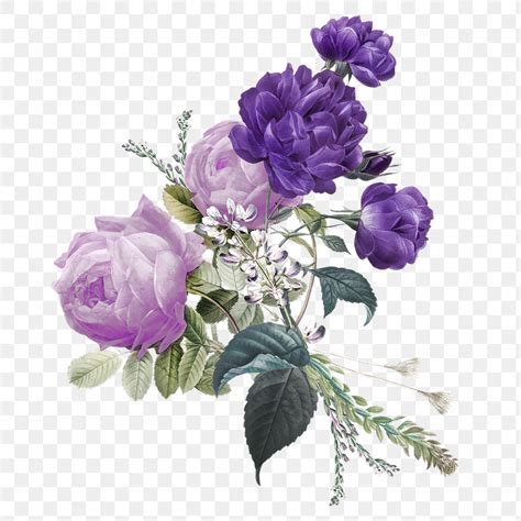 Purple Roses Bouquet Png Hand Drawn Vintage Free Stock Illustration