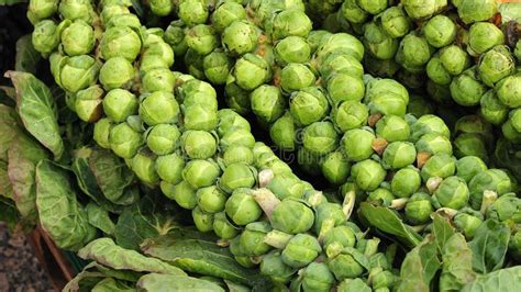 Brussel Sprout Stalks Stock Photo Image Of Sprouts Brussel 46609578