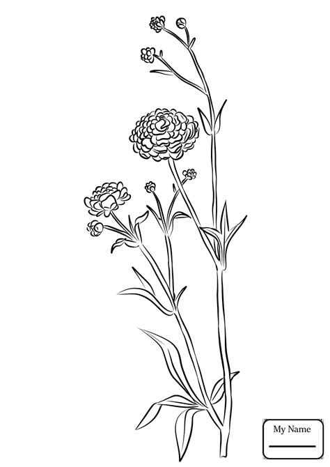 Buttercup Flower Drawing At Getdrawings Free Download