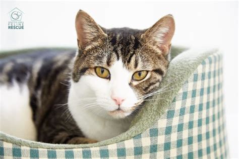 Available Cats And Kittens Seattle Area Feline Rescue Cats And