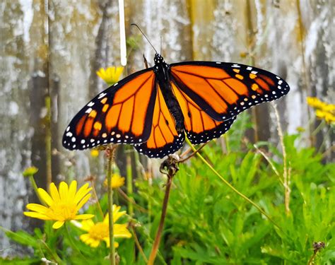Beautiful Monarch In My Garden Rentomology