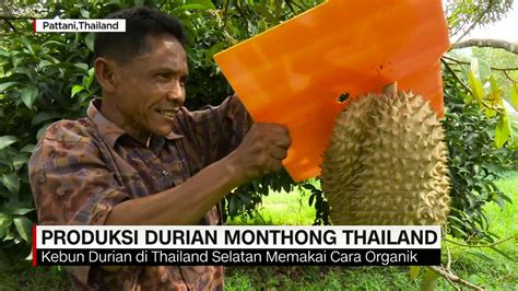 Cara tanam durian ini menurut pengalaman pribadi sy yg sdh sy terapkan dan hasilnya bagus,ap bila ada cara lain mari kita. Produksi Durian Monthong Thailand - YouTube