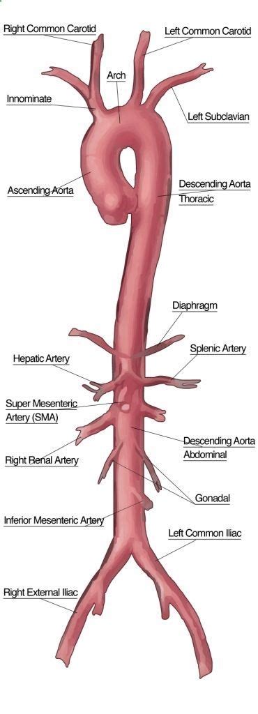 The Aorta And Its Branches Play With Hand Medical Medical