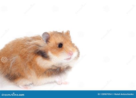 Cute Syrian Hamster Isolated On White Background Stock Photo Image Of