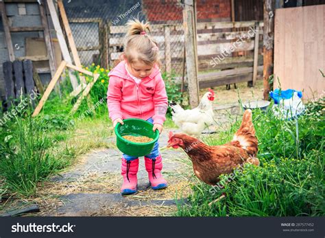 Little Girl Feeding Chickens In Front Of Farm Stock Photo 287577452
