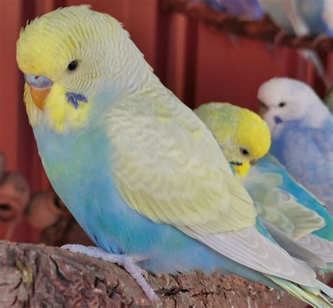 How To Breed Rainbow Budgie Mutation Chart Simple Steps