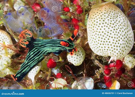 Nudibranch Eating Ascidians Stock Image Image Of Dorid Indian 48606701