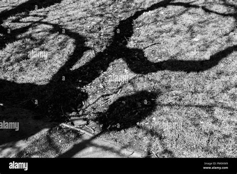 Tree Branches Casting Shadow Hi Res Stock Photography And Images Alamy