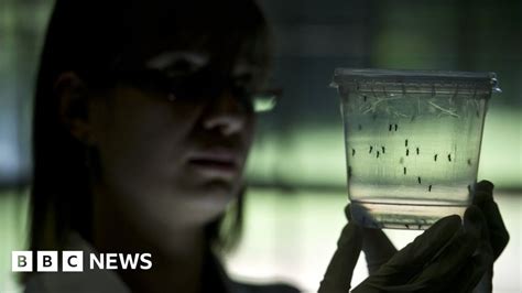 Zika Virus Three Britons Infected Say Health Officials BBC News