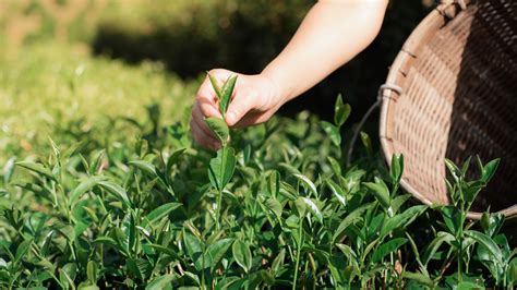 Guide To How To Grow Your Own Tea Homegrown Tea Anyone