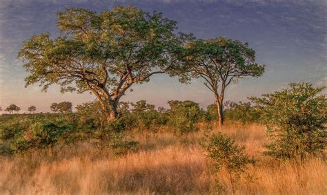 African Landscape Of Kruger National Park Painterly Photograph By