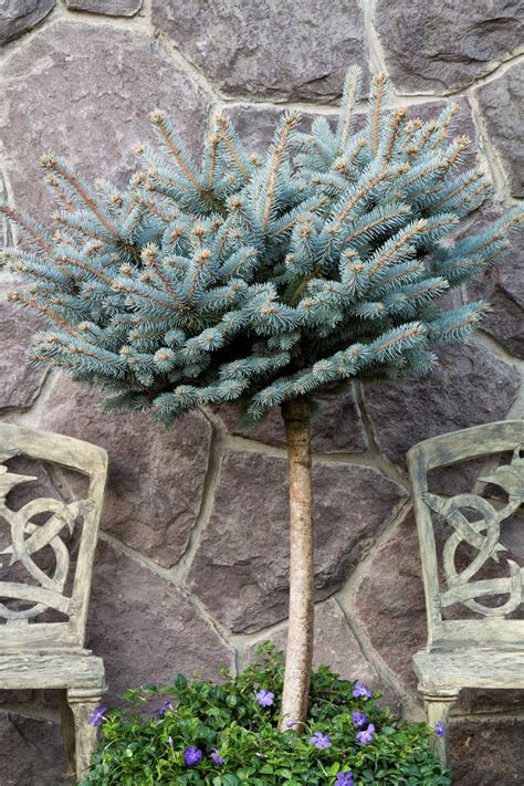 Dwarf Globe Blue Spruce Blue Spruce Blue Spruce Tree Evergreen Shrubs