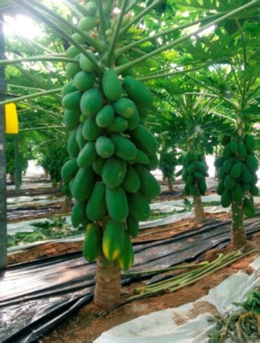 Papaya Crop An Alternative For Intensive Horticultural Production Of