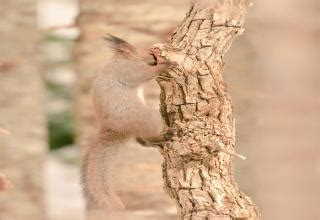 7 Adorable Animals Found Only in Japan - Gallery | eBaum's World