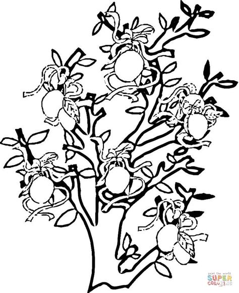 Orange Tree Coloring Page Free Printable Coloring Pages Coloring Home