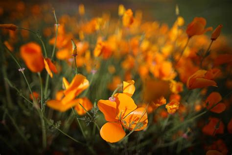 Wildflowers Bloom In California After Record Drought In Pictures