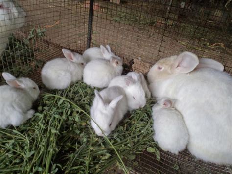 ㋡ Reproducción De Conejos ㋡ Cómo Se Reproducen Cuantas Crias Vídeos