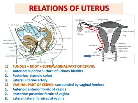 Female Reproductive System Structure