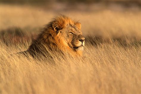 World Lion Day (10th August) | Days Of The Year