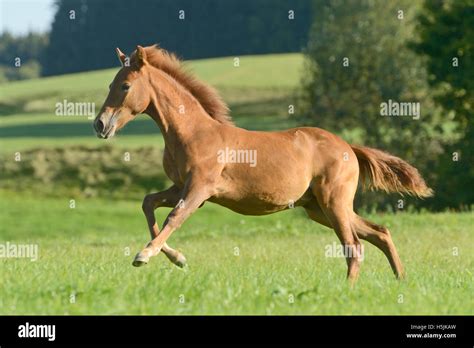 Paso Fino Foal Galloping In A Meadow Stock Photo Alamy