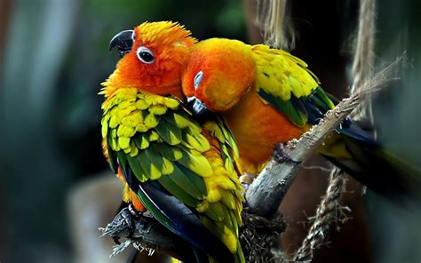 Lovebirds Wallpaper 56 Images