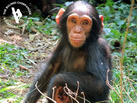 Bulindi Chimpanzee and Community Project: Restoring Ecosystems in