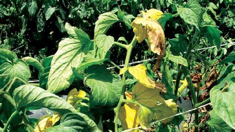 Field Scouting Guide Fusarium Wilt On Tomato Growing Produce