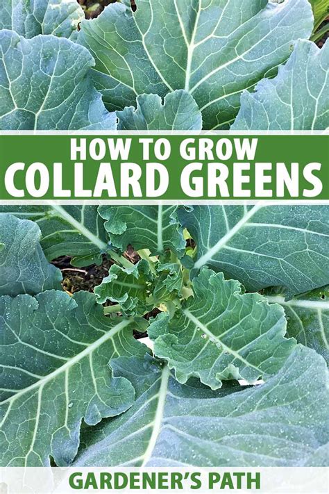 How To Grow Collard Greens Gardeners Path