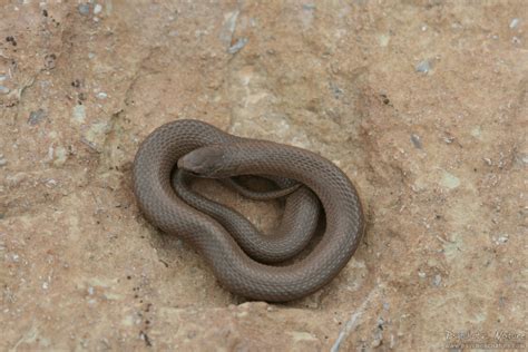 Smooth Earth Snake Virginia Valeriae Psychotic Nature