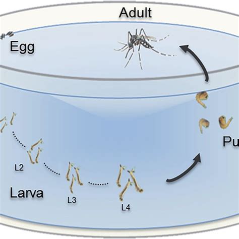 The Aedes Mosquitoes Four Life Stages Egg Larva Pupa And Adult