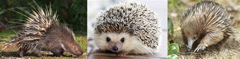 Landak Yang Serupa Tapi Tak Sama Porcupine Echidna Dan Hedgehog