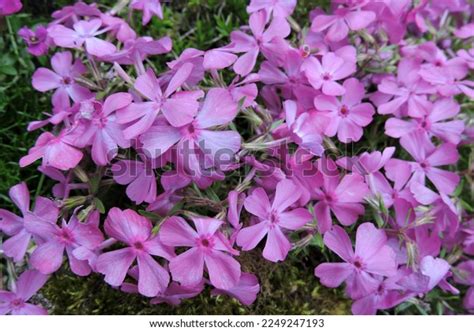 Pink Creeping Phlox Flowers Closeup Stock Photo Shutterstock