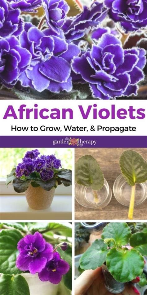 African Violet Care Proper Care And Propagation Tips Garden Therapy