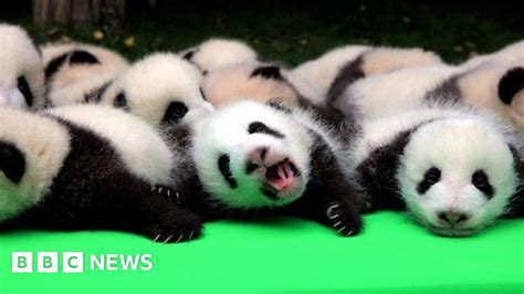 How Many Baby Pandas Can You Count Bbc News