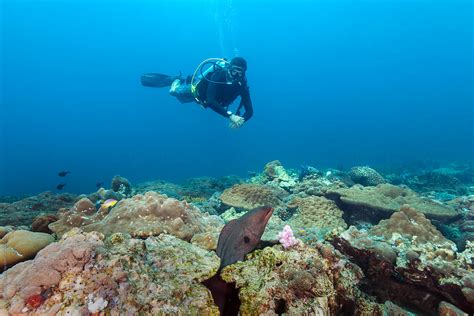 Scuba Diver Encountering Moray Eel Del Colaborador De Stocksy Jovana